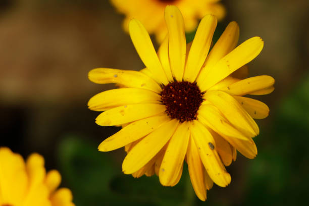 istock Blooming Calendula officinalis in the summer garden 1457620081