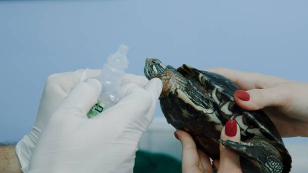 istock Vet disinfects turtle's paw 1457620328