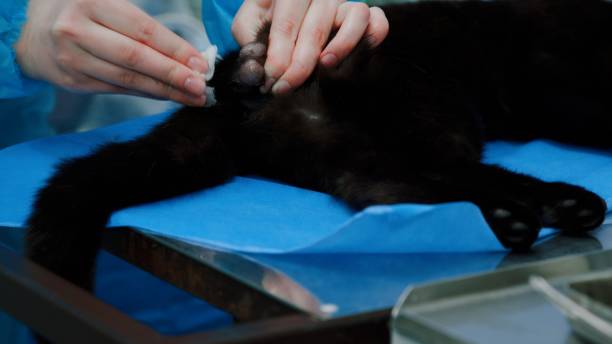 istock Vet makes single incision over cat's testicle 1457620637