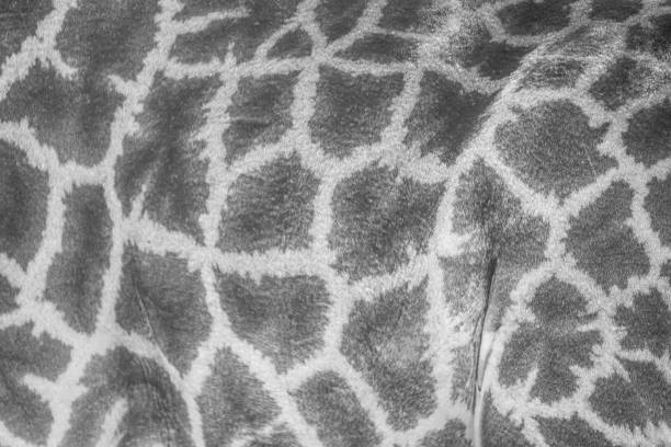 giraffe print black and white - giraffe print imagens e fotografias de stock