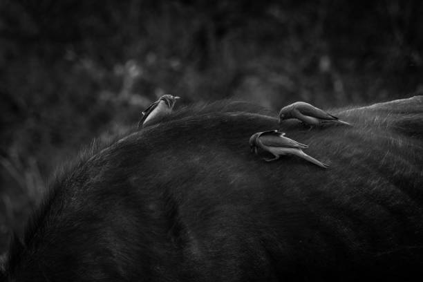 istock Red-billed Oxpeckers black and white 1457620738