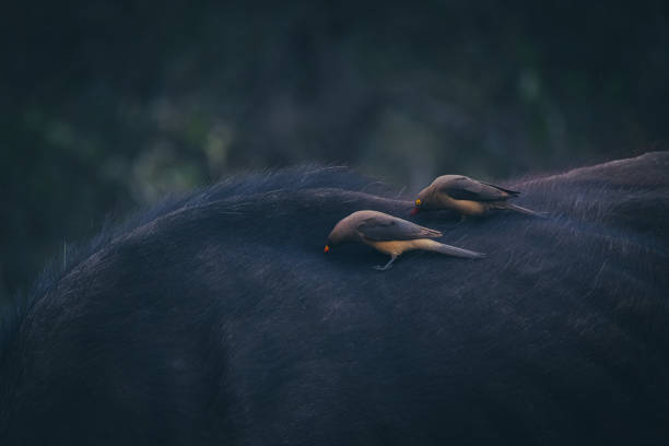 istock Red-billed Oxpeckers 1457620739