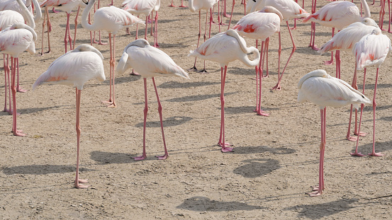View Of Flamingos In Lake.
Photo taken in Ras Al Khor wildlife Sanctuary, Dubai, United Arab Emirates.