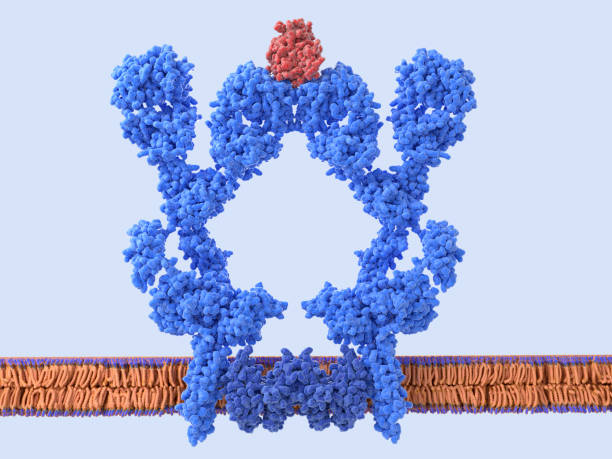 B-cell receptor dimer binding an antigen stock photo