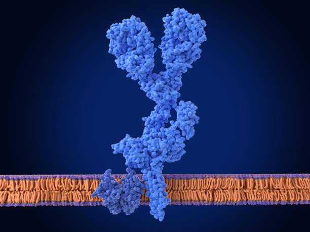 b 세포 표면의 b 세포 수용체 - receptor 뉴스 사진 이미지