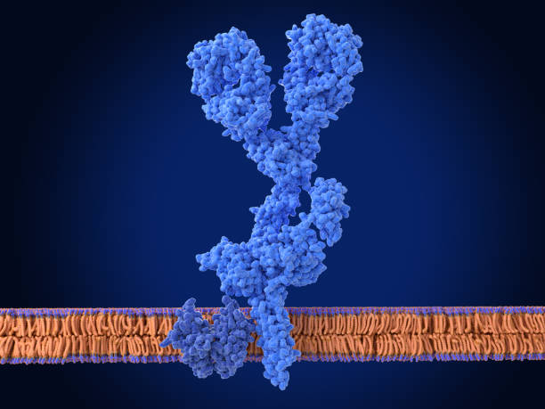 istock B-cell receptor on the surface of a B-cell 1457620842