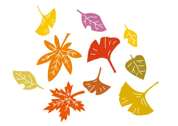 Vector illustration of various kinds of autumn leaves