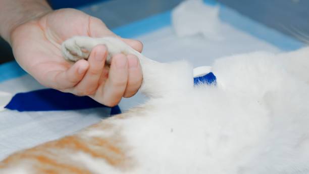 istock Vet holds cat's paw during surgery process 1457621634