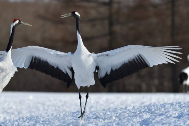 istock Bird watching, red-crowned crane, in winter 1457622182
