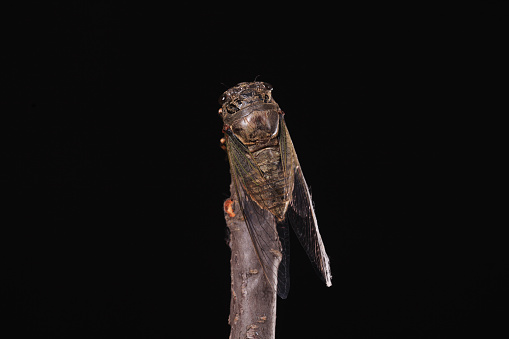 A cicada metamorphoses on a branch, A cicada is molting on a branch,black background,