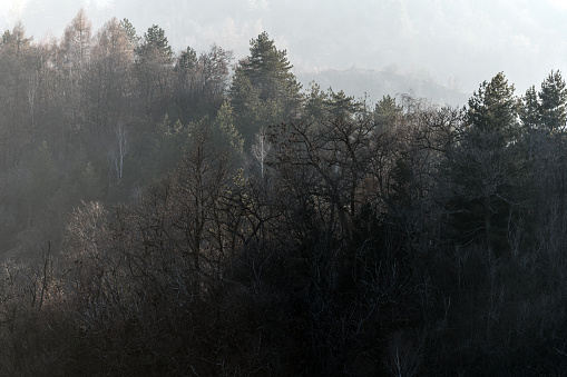 Misty forest winter hill landscape in Northern Italy