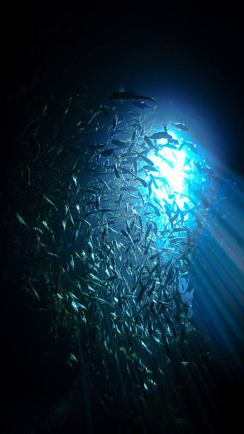 istock Shoal of fish in rays of sunlight inside a cave 1457630248