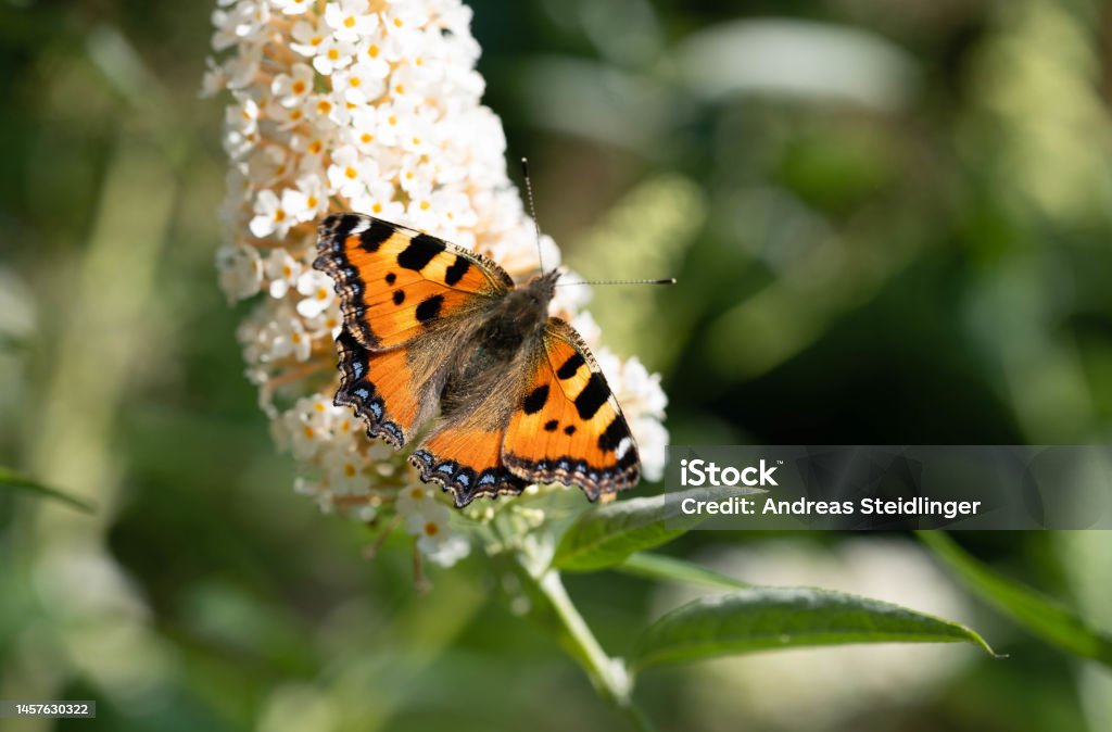 Schmetterling Kleiner Fuchs Aglais urticae Schmetterling am Schmetterlingsflieder im Hausgarten Airplane Stock Photo