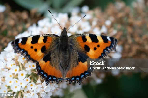 Schmetterling Stock Photo - Download Image Now - Airplane, Animal, Animal Antenna