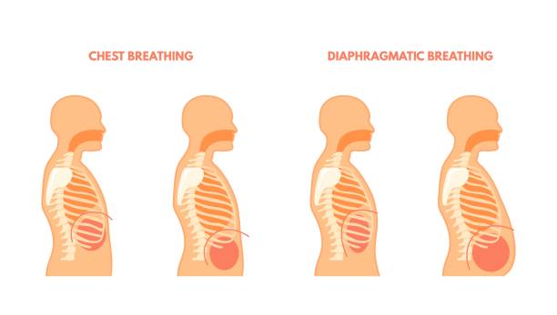 ilustraciones, imágenes clip art, dibujos animados e iconos de stock de respiración diafragmática. ejercicios pulmonares entrenamiento de la respiración torácica y abdominal, técnica de respiración de tráquea relajada, inhalar exhalar infografía médica cartel vectorial ilustración - diaphragm