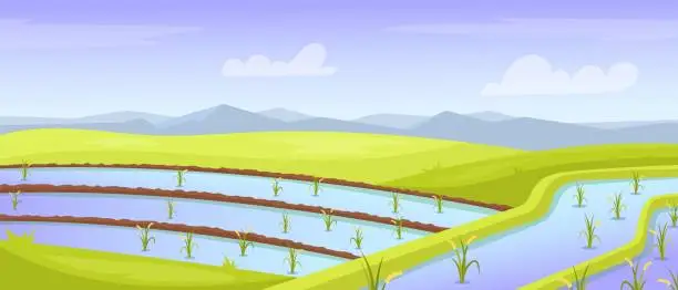 Vector illustration of Rice field landscape. Asian farmland watering india fields terrace, thailand china vietnam farm paddy plantation mountain for travel channel cartoon background vector illustration