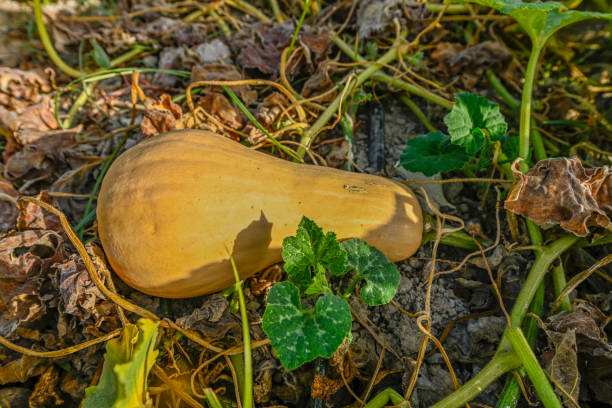 Pumpkin growing in the garden soil