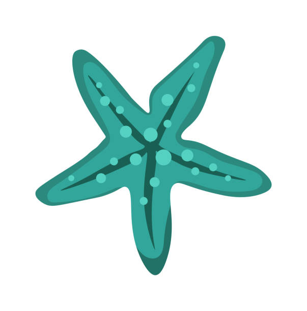 ilustrações, clipart, desenhos animados e ícones de animal marinho de estrela-do-mar. ilustração vetorial - starfish