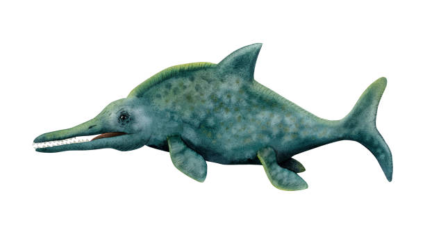 istock Dark blue green marine dinosaur Ichthyosaur isolated on white. Swimming ancient dolphin watercolor illustration 1457631097