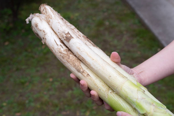 Freshly harvested vegetables, Japanese green onion
