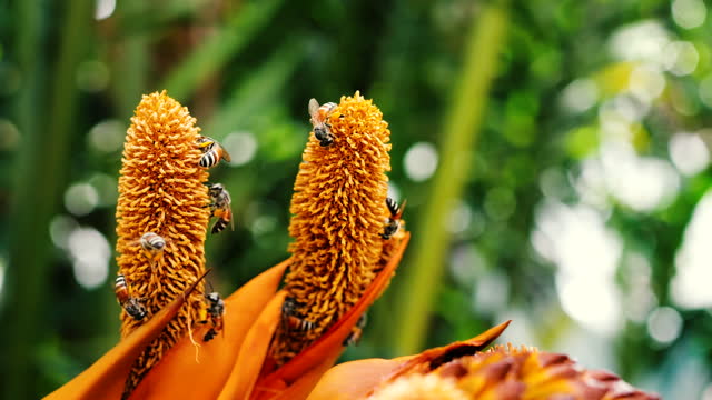 Bee are walking on pollen of palm tree