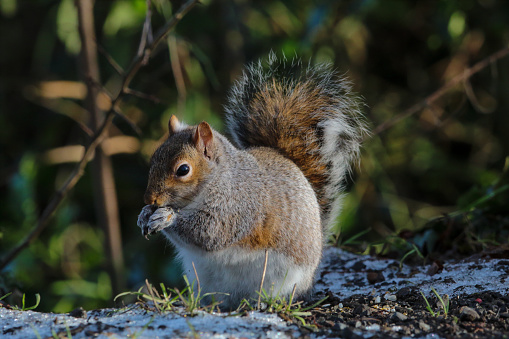 Grey squirrel (Sciurus carolinensis) eating nuts on a woodland floor.