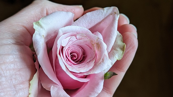 Pink rose in palm of hand