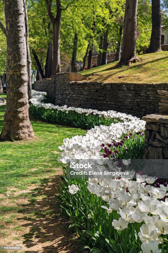 Field of tulips and flowers in Gulhane park in springtime. Favorite place of tourists and residents rest in old Istambul center Aegean Turkey Stock Photo