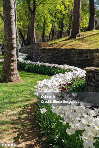 Field Of Tulips And Flowers In Gulhane Park In Springtime Favorite Place Of Tourists And Residents Rest In Old Istambul Center Stock Photo - Download Image Now
