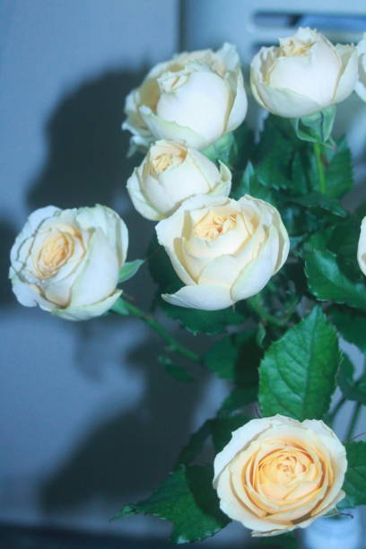rosas blancas - low key lighting flash fotografías e imágenes de stock