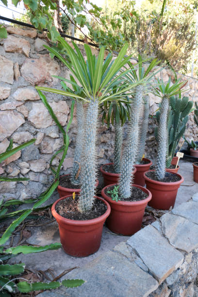 istock Senecio Kleinia plant in the garden 1457640175