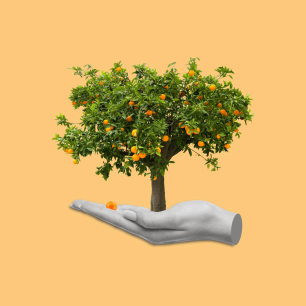 Creative collage of hand holding a tree with ripe oranges.