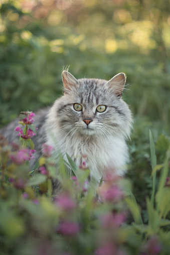 Photo of a beautiful gray cat in the green grass.