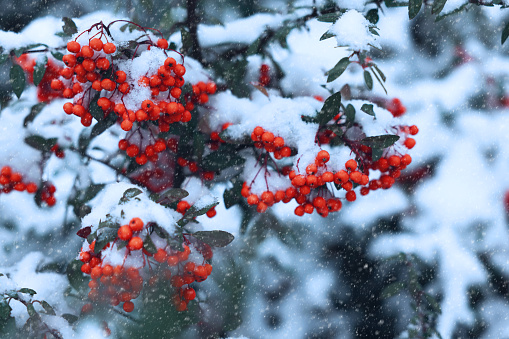 Holly berries stand out against their evergreen leaves covered with snow.  