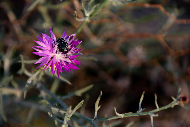 A white spotted rose beetle on a purple milk thistle flower.