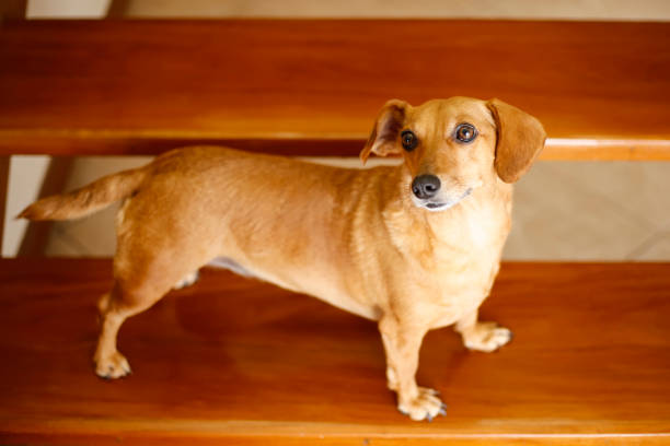 A Dachshund enjoys some carefree time in front yard.