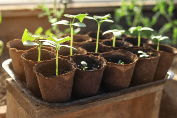 close-up of cucumber seedlings in peat pots - scented non urban scene spring dirt imagens e fotografias de stock