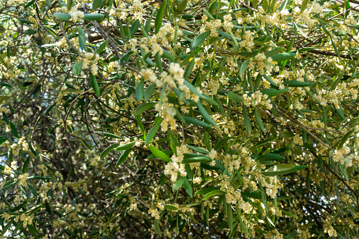 Goldenrod (Solidago gigantea) flowers isolated on white