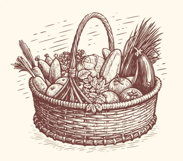 Vector illustration of Healthy fresh organic vegetables in a wicker basket. Natural farm food concept. Vector illustration sketch vintage