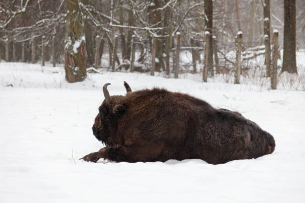 ein auerochse liegt im winterwald - auroch stock-fotos und bilder