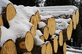 Log spruce trunks pile covered with snow. Sawn trees from the forest.