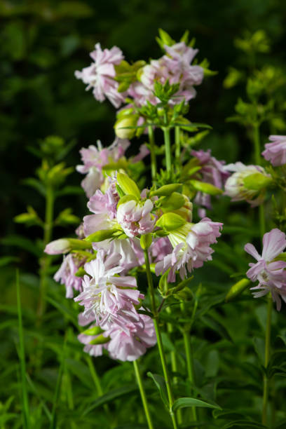 Saponaria officinalis white flowers in summer garden. Common soapwort, bouncing-bet, crow soap, wild sweet William plant Saponaria officinalis white flowers in summer garden. Common soapwort, bouncing-bet, crow soap, wild sweet William plant. common soapwort saponaria officinalis stock pictures, royalty-free photos & images