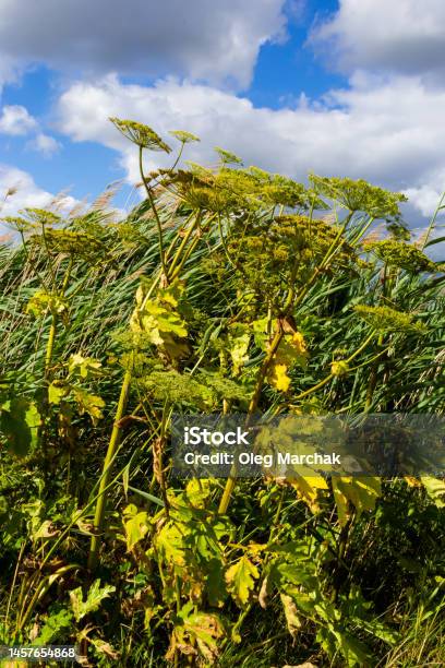 Heracleum Sosnowskyi On Blue Sky Background All Parts Of Heracleum Sosnowskyi Contain The Intense Toxic Allergen Furanocoumarin Stock Photo - Download Image Now