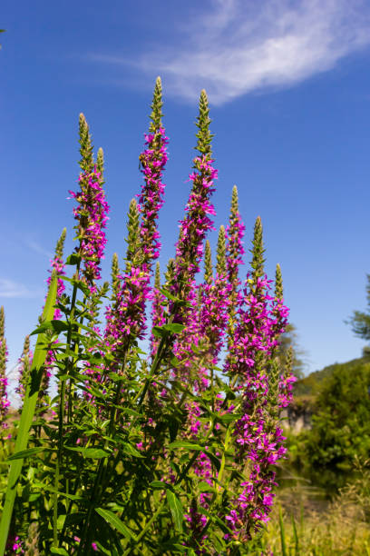 fleurs roses de lythrum salicaria, salicaire pourpre, salicaire à pointes, lythrum violet sur prairie verte - purple loosestrife photos et images de collection