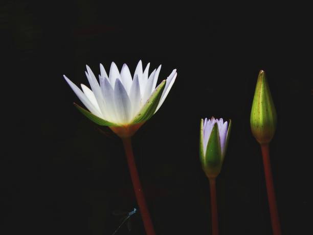 I was in one of my daily walks in a park (los caobos, Caracas) and I saw that single lotus in a fount. Took my camera on, and then far enough shot it
