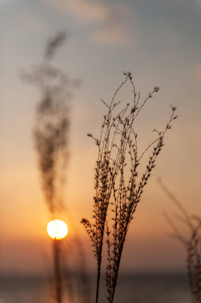 istock Shiraishi Island in winter 1457656988