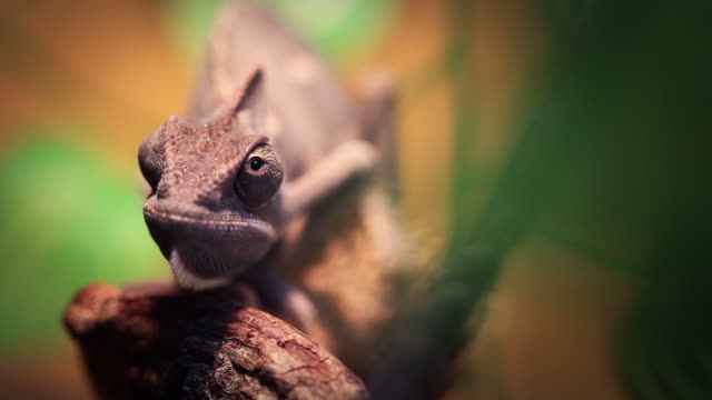 Chameleon close up video: like a Dinosaur