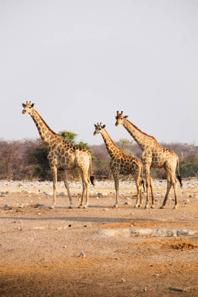 istock Giraffes at Etosha 1457657141