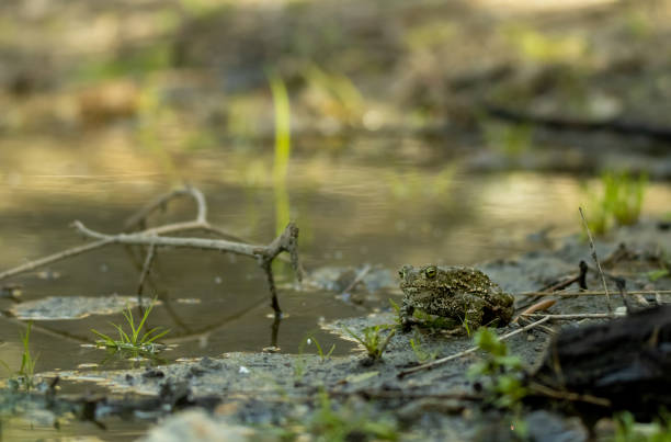 A toad resting peacefully on a pond's shore stock photo