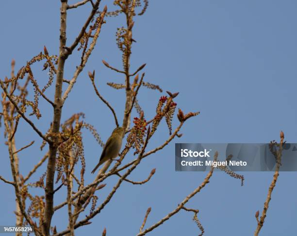 Common Chiffchaff Observing Carefully Stock Photo - Download Image Now - Animal, Beauty, Bird